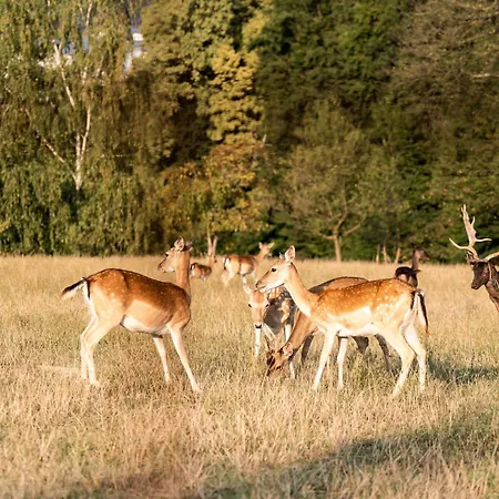 Wellness Hisa Jelenov Gric