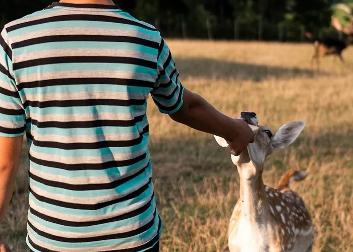 Wellness Hisa Jelenov Gric Mala Nedelja