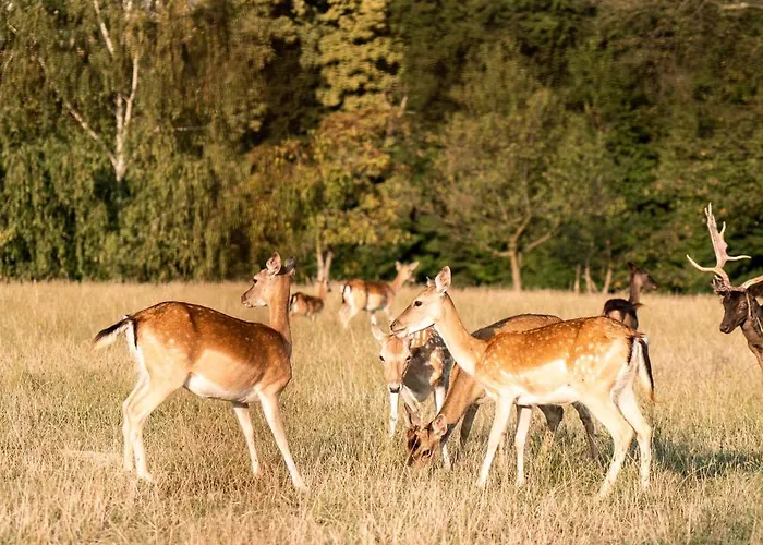 Wellness Hisa Jelenov Gric